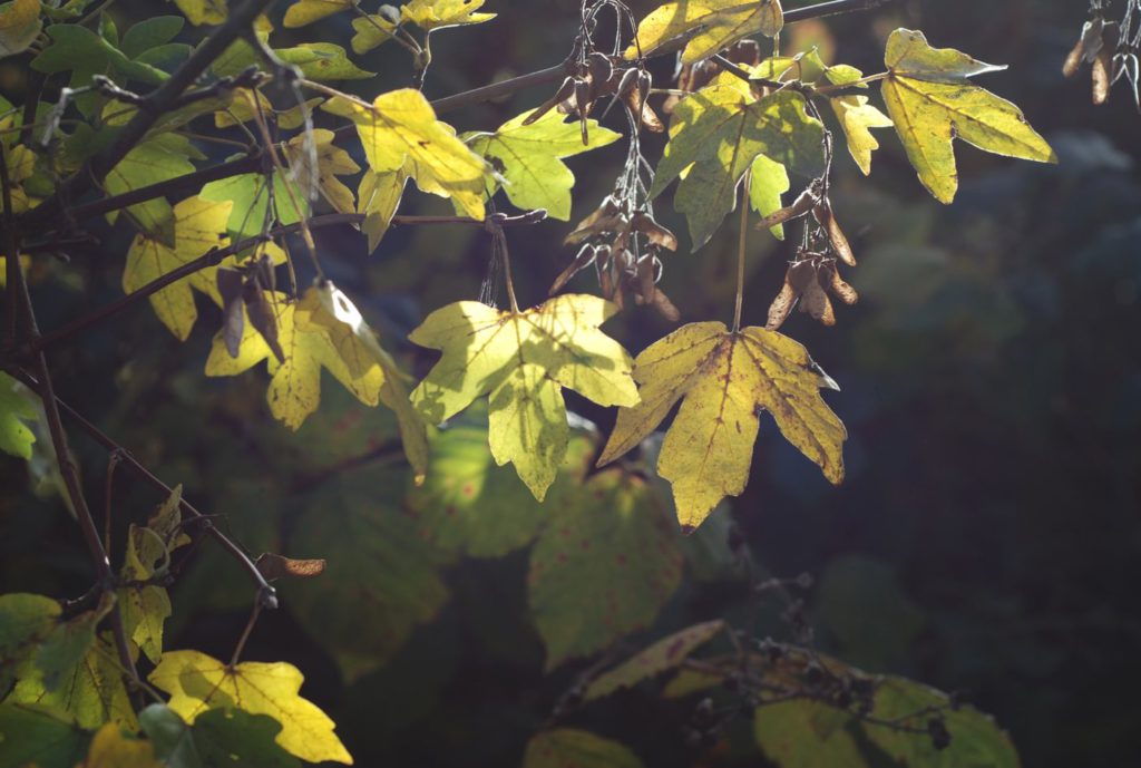 natur-blaetter-detail