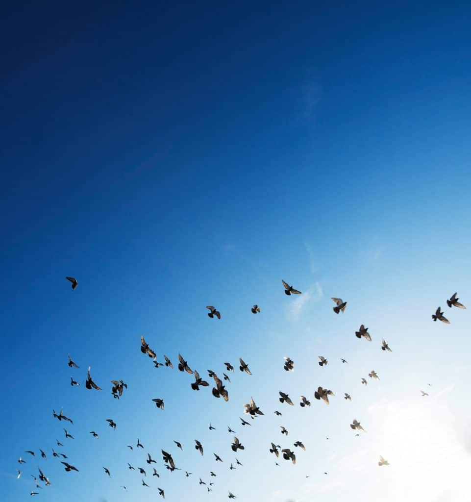 Umwelt Nachhaltigkeit Vögel fliegen Sonne